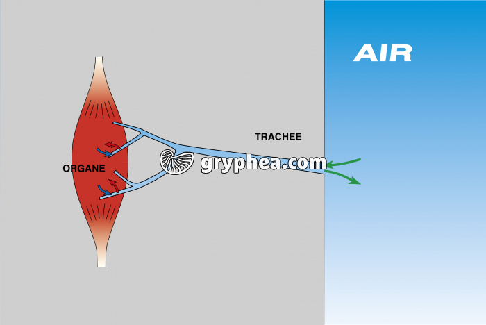 Respiration trachéennne - les échanges gazeux - gryphea.org